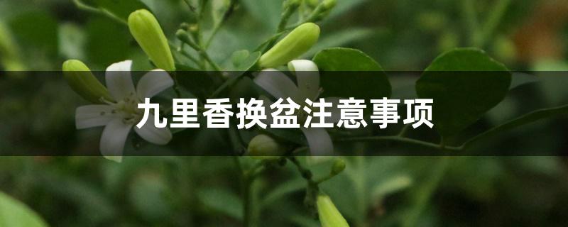九里香换盆注意事项