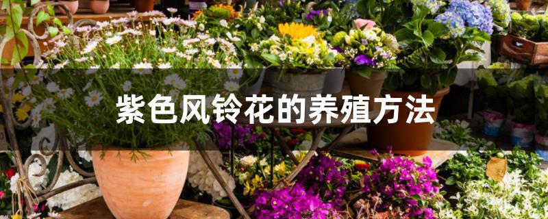 紫色风铃花的养殖方法 紫色风铃花的养殖方法