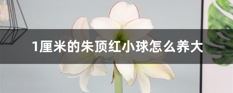 1厘米的朱顶红小球怎么养大