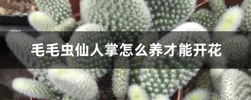 毛毛虫仙人掌怎么养才能开花