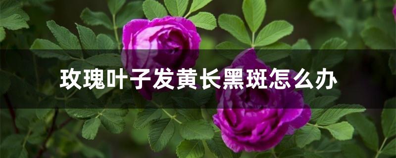 玫瑰叶子发黄长黑斑怎么办