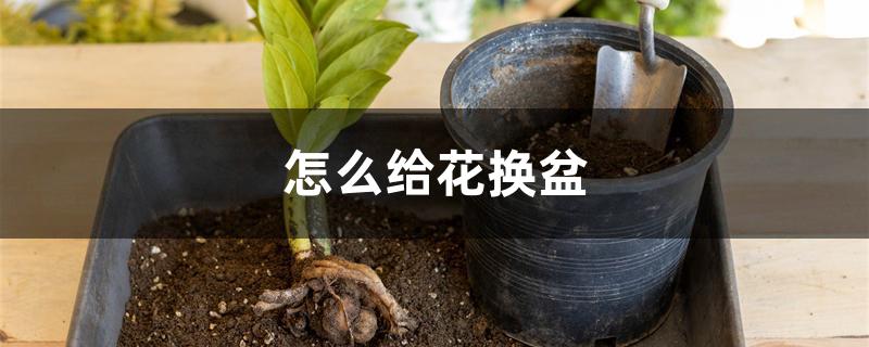 怎么给花换盆