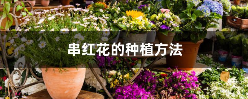 串红花的种植方法