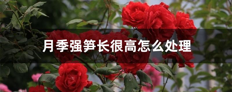 月季强笋长很高怎么处理