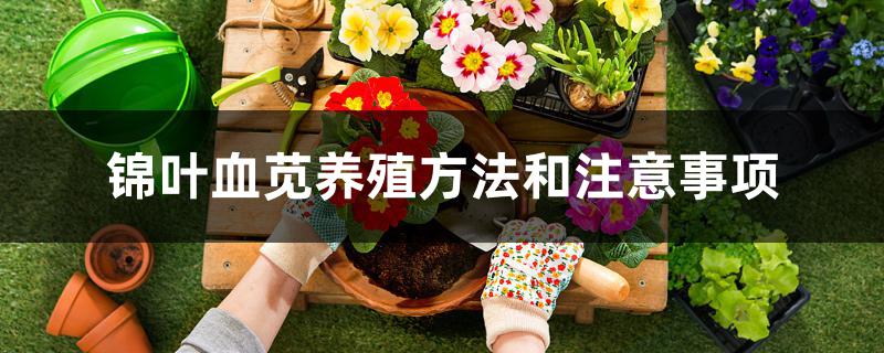锦叶血苋养殖方法和注意事项