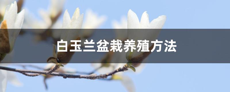 白玉兰盆栽养殖方法