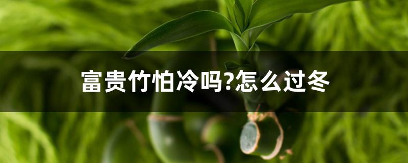 富贵竹怕冷吗?怎么过冬