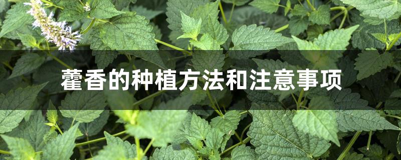 藿香的种植方法和注意事项