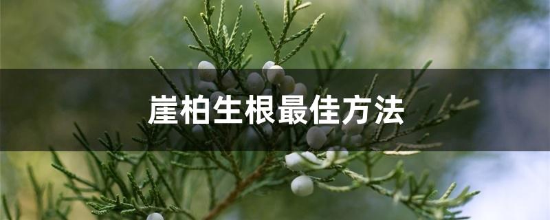 崖柏生根最佳方法