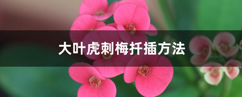 大叶虎刺梅扦插方法