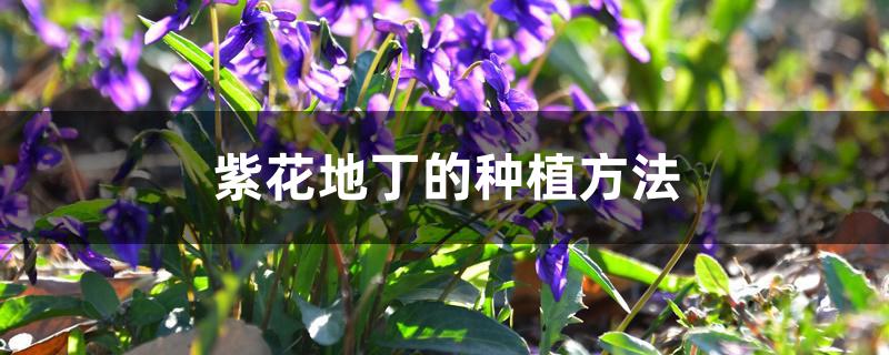紫花地丁的种植方法