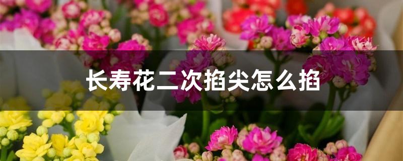 长寿花二次掐尖怎么掐