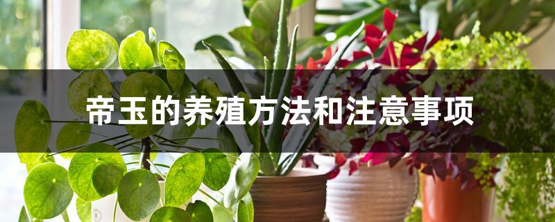 帝玉的养殖方法和注意事项 帝玉的养殖方法和注意事项