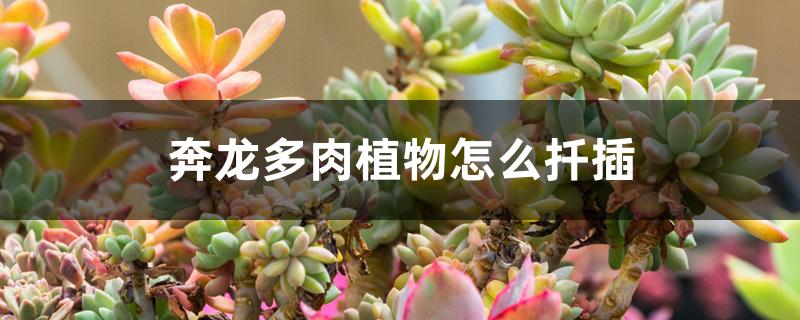 奔龙多肉植物怎么扦插