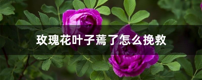 玫瑰花叶子蔫了怎么挽救