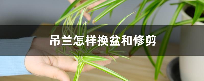 吊兰怎样换盆和修剪