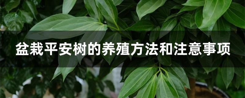 盆栽平安树的养殖方法和注意事项