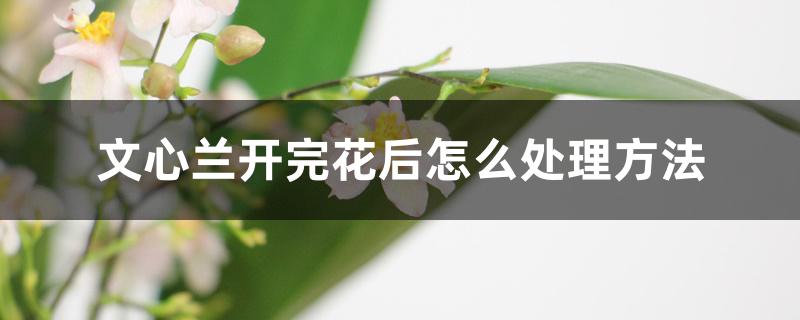 文心兰开完花后怎么处理方法