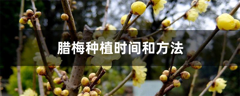 腊梅种植时间和方法