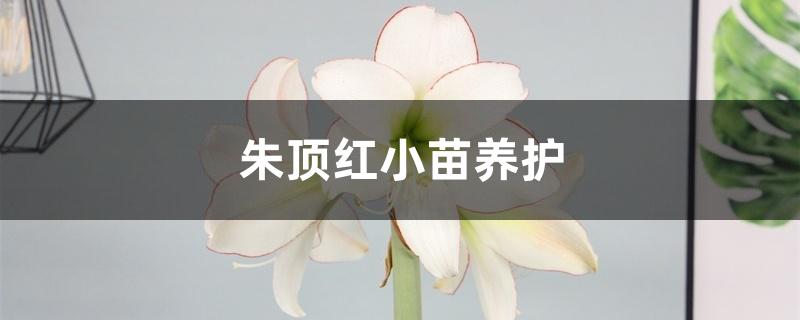 朱顶红小苗养护