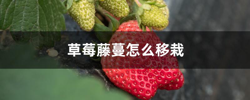 草莓藤蔓怎么移栽