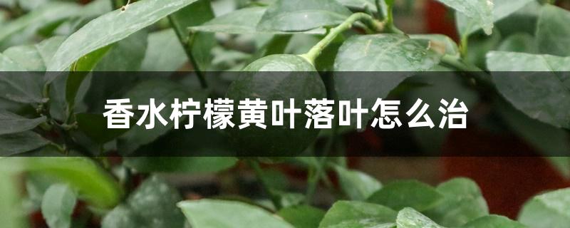 香水柠檬黄叶落叶怎么治