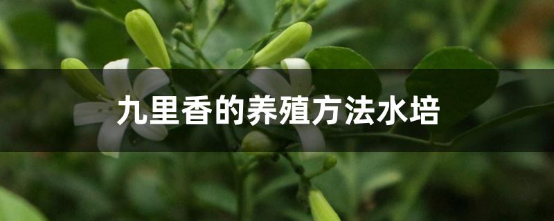 九里香的养殖方法水培