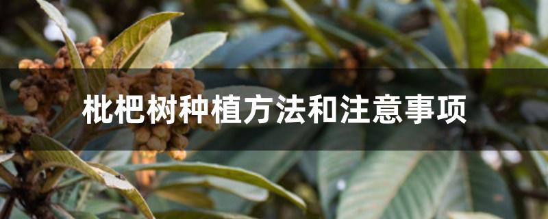 枇杷树种植方法和注意事项