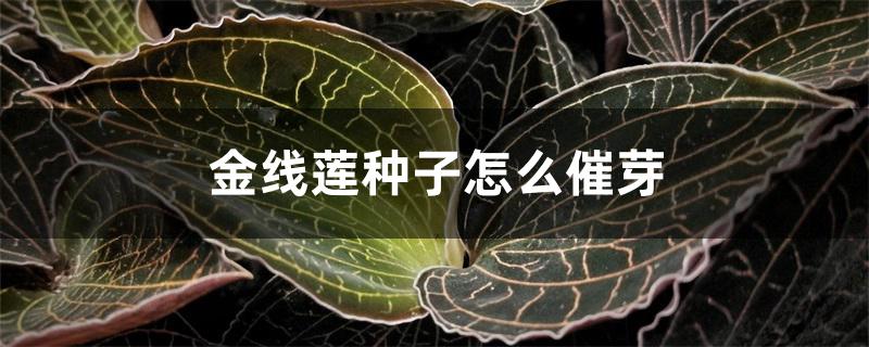 金线莲种子怎么催芽