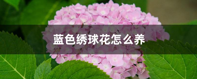 蓝色绣球花怎么养