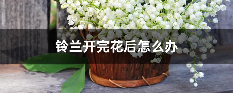 铃兰开完花后怎么办