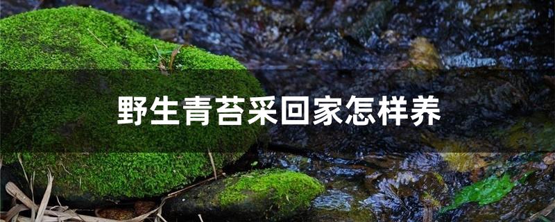 野生青苔采回家怎样养