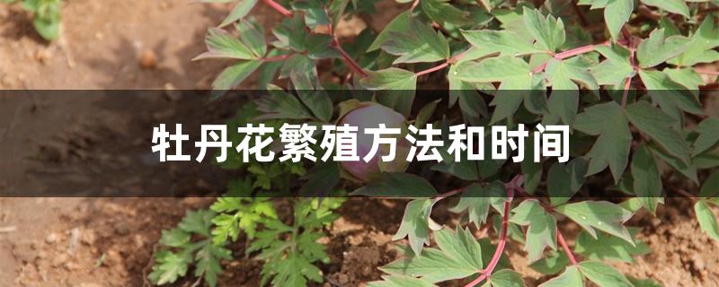 牡丹花繁殖方法和时间