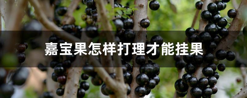 嘉宝果怎样打理才能挂果