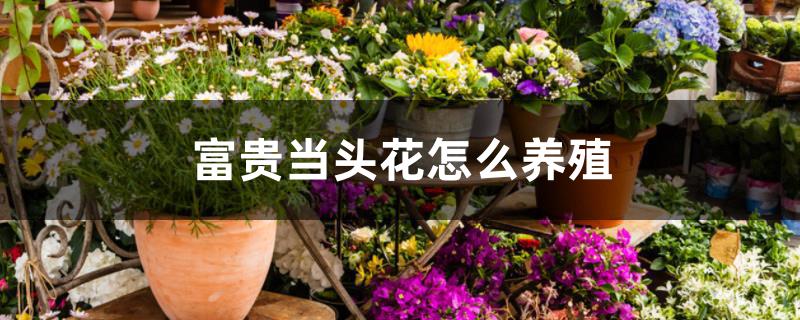 富贵当头花怎么养殖