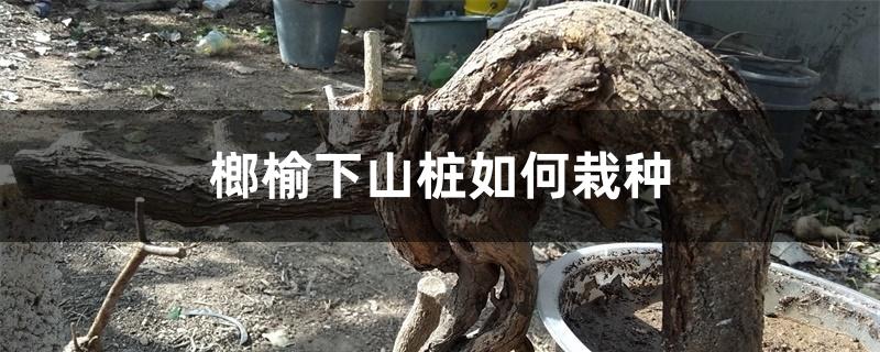 榔榆下山桩如何栽种