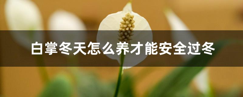 白掌冬天怎么养才能安全过冬