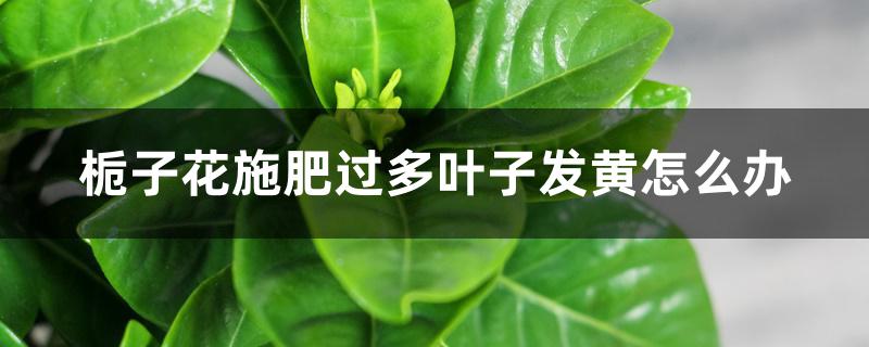 栀子花施肥过多叶子发黄怎么办