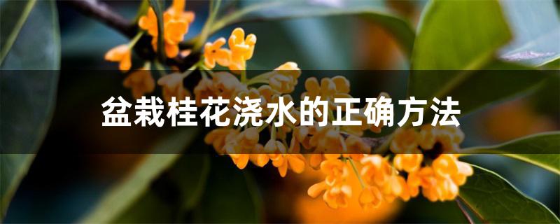 盆栽桂花浇水的正确方法