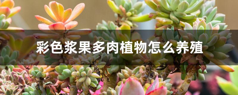 彩色浆果多肉植物怎么养殖