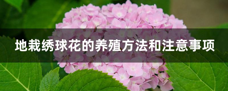 地栽绣球花的养殖方法和注意事项 地栽绣球花的养殖方法和注意事项
