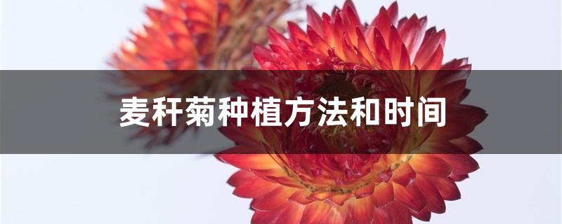 麦秆菊种植方法和时间