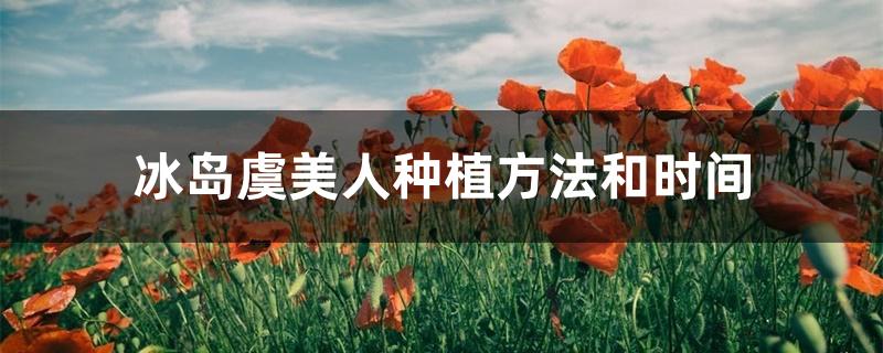 冰岛虞美人种植方法和时间