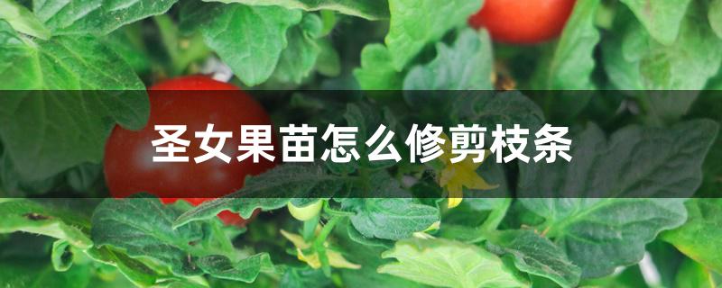 圣女果苗怎么修剪枝条