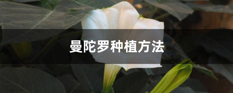 曼陀罗种植方法