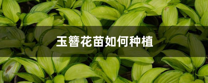 玉簪花苗如何种植 玉簪花苗如何种植