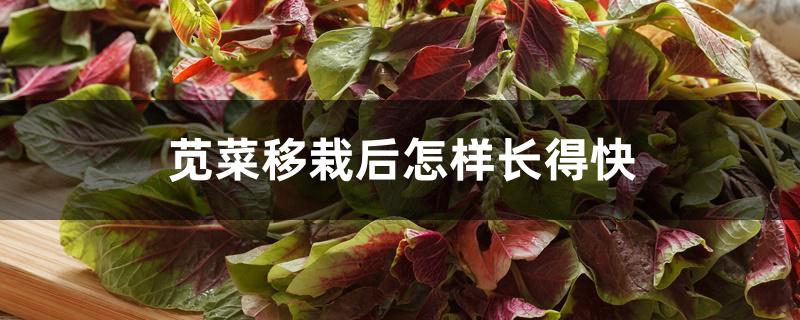 苋菜移栽后怎样长得快