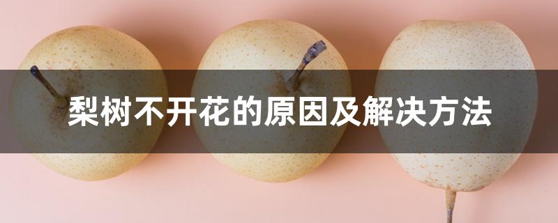 梨树不开花的原因及解决方法