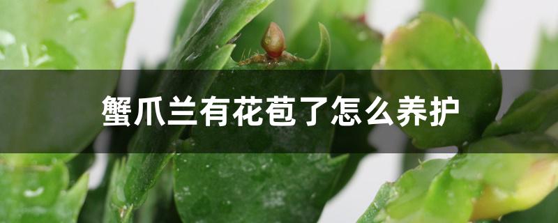 蟹爪兰有花苞了怎么养护