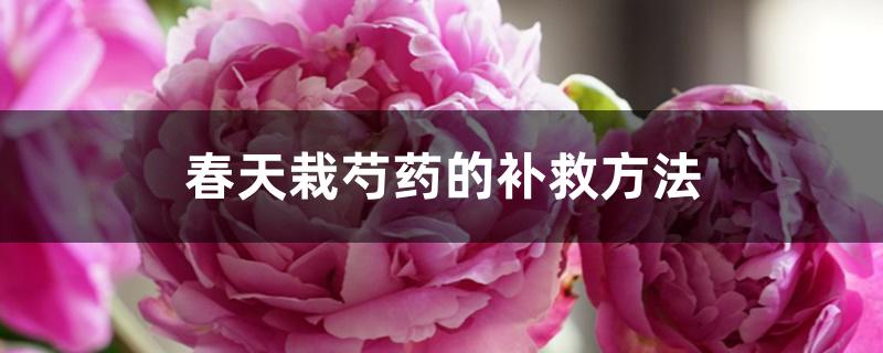春天栽芍药的补救方法